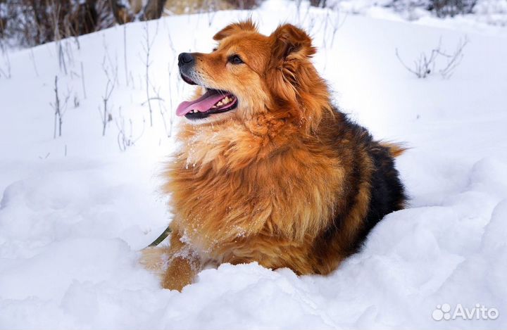 Собака в самые добрые руки