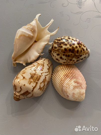 Морские ракушки