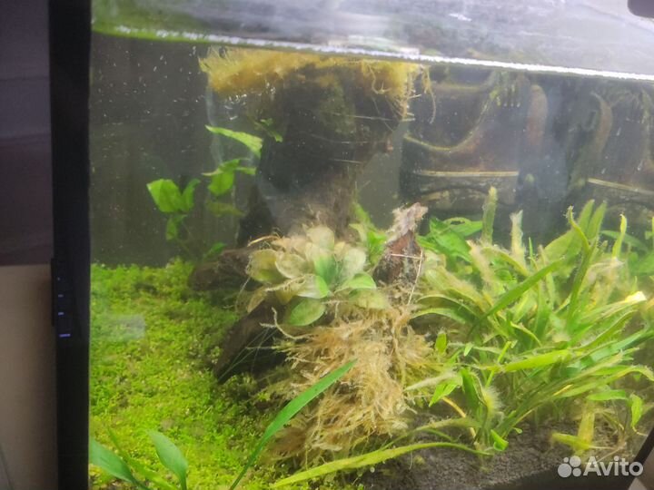 Коряга для аквариума