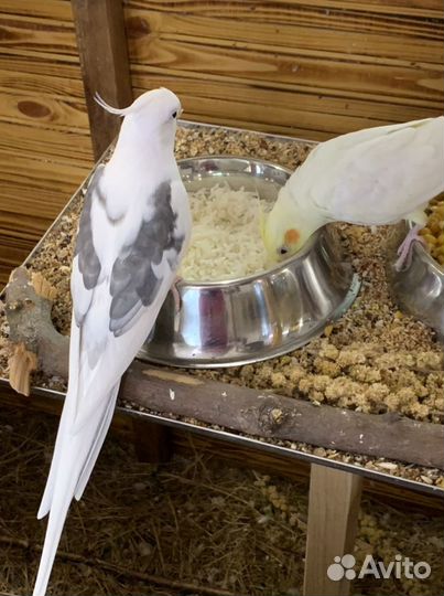 Попугай корелла птенец