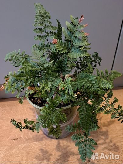 Папоротник Даваллия (зайчьи лапки)