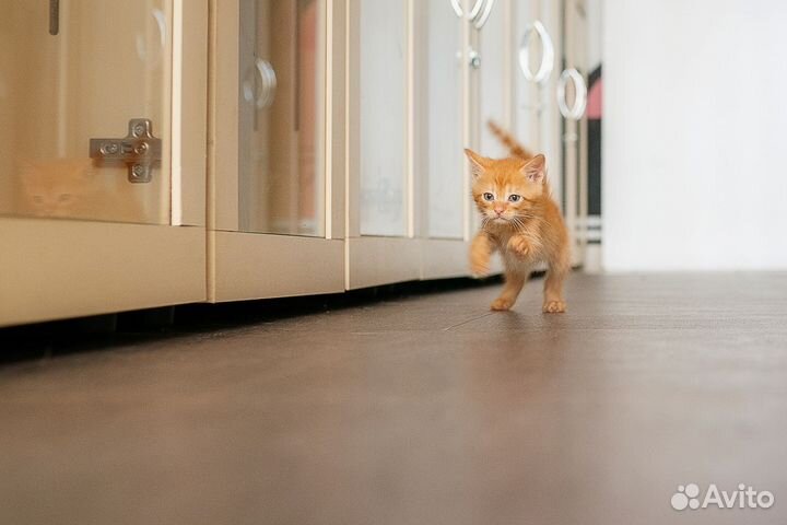 Рыжий котенок мальчик ищет свою семью
