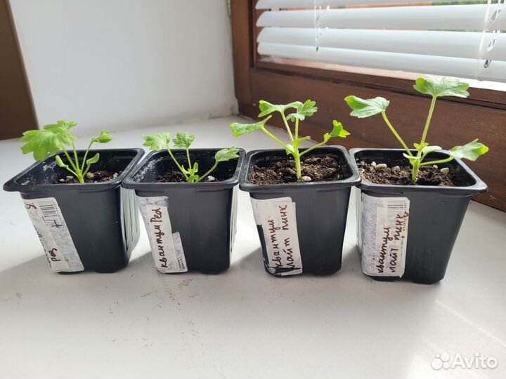 Герань пеларгония звездчатая