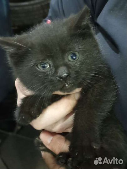 Котята ждут семью