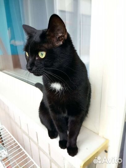 Кошки в добрые руки бесплатно