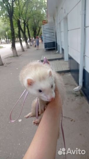 Хорек
