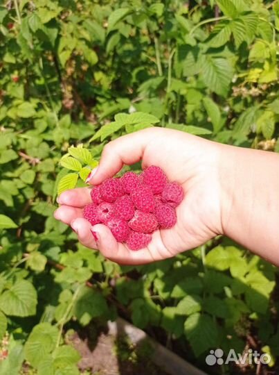Свежая малина со своей дачи