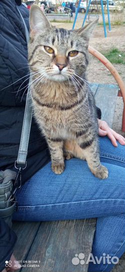 Котя в добрые руки