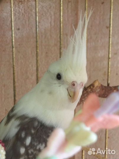 Кореллы 6-8 мес (самцы)