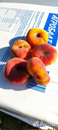 Саженцы плодовых деревьев