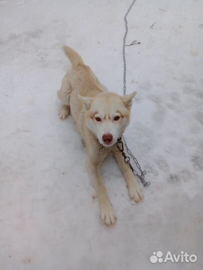 Сибирский хаски