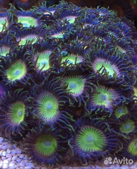 Кораллы для морского аквариума