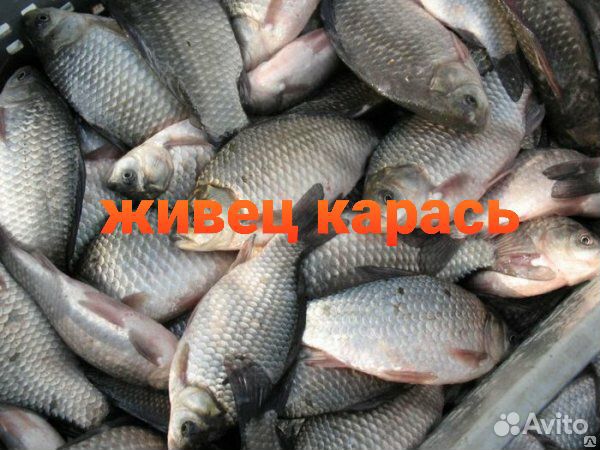 Живец карась в Гатчине ул.Рощинская 9а