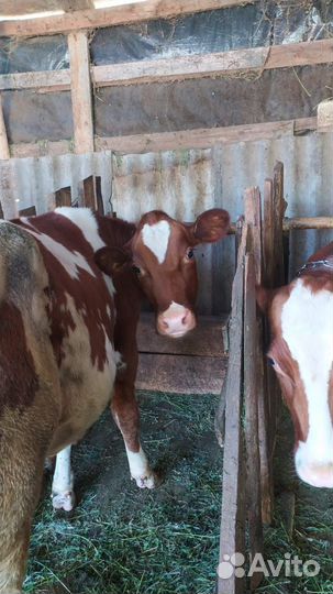 Телка голштинской породы