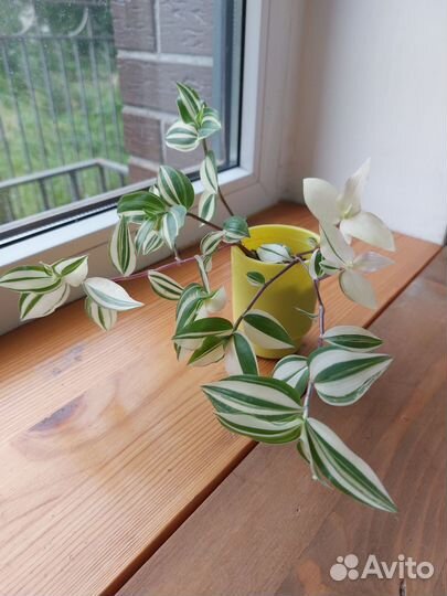 Традесканция