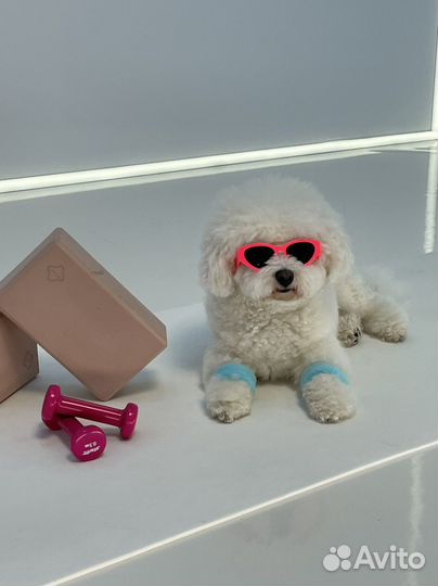 Фотосессии с собакой