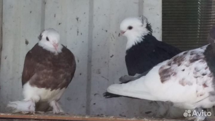 Голуби для души