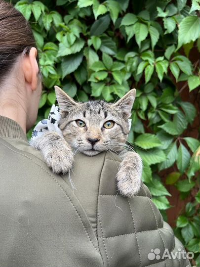 Котенок мальчик