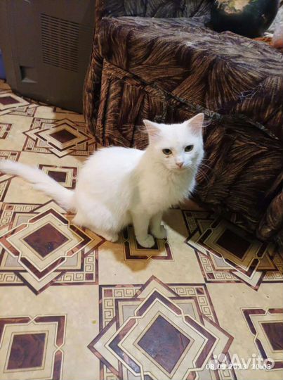 Кошки в добрые руки бесплатно