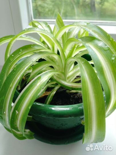 Хлорофитум