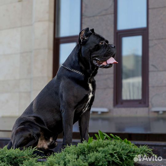 Кане Корсо вязка