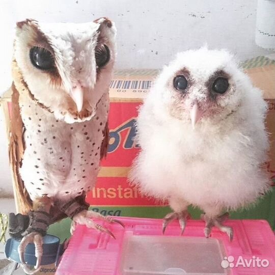 Рыжи и розовы