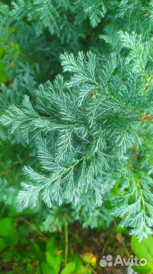 Кипарисовик булевард