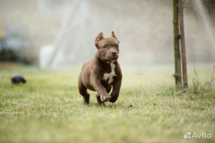 Американский булли покет мальчик