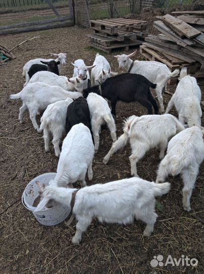 Зааненские козлята