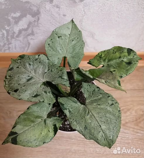 Филодендрон