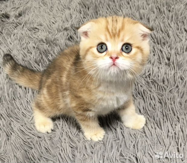 Шотландские вислоухие котята