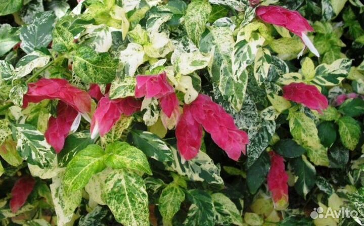 Комнатные цветы в большом ассортименте