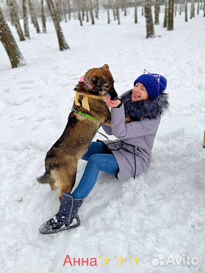 Щенок Тиша ищет дом