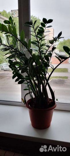 Большие комнатные растения и цветы