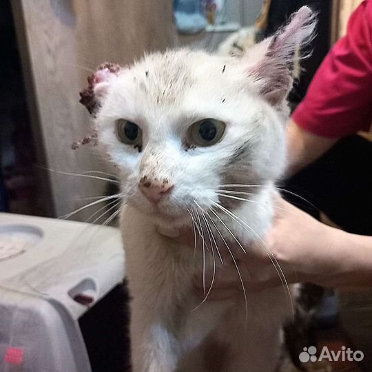 Потерялась кошка
