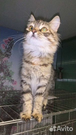 Нежная красавица