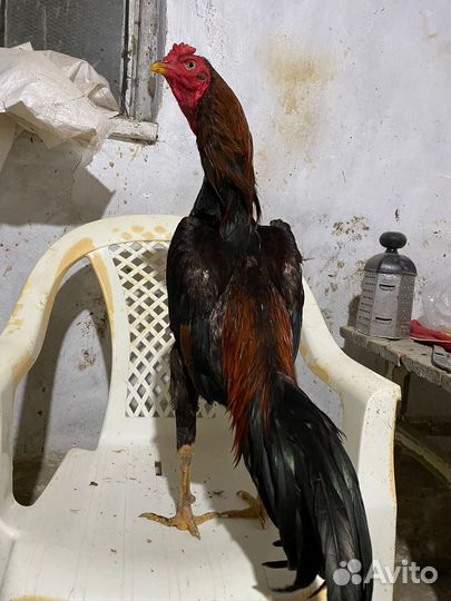 Бойцовский петух