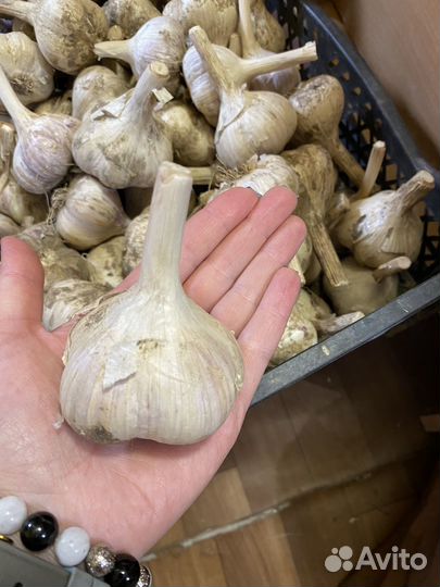 Чеснок