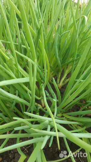 Лук зеленый