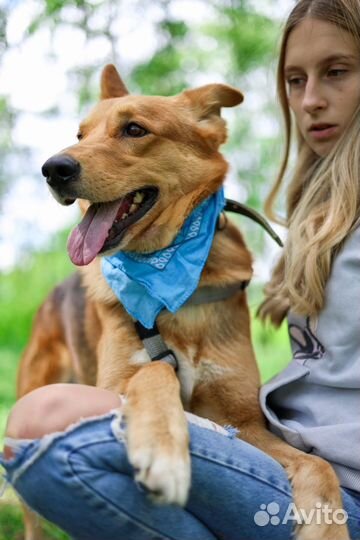 Рыжий красавчик ищет дом