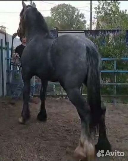 Продаются жеребчик