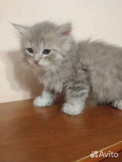 Шотландская