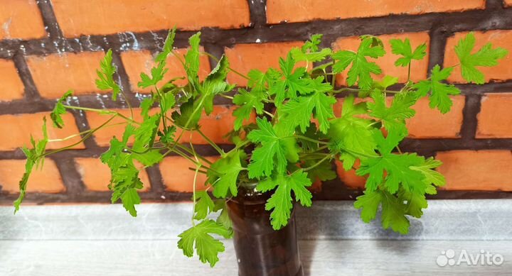 Герань душистая лечебная