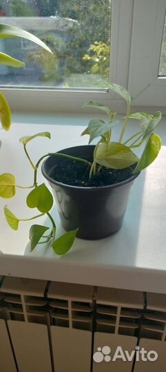 Комнатные цветы