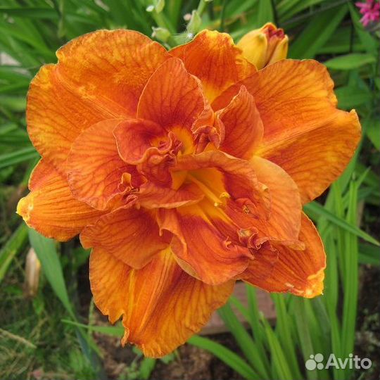 Чудо лилейники