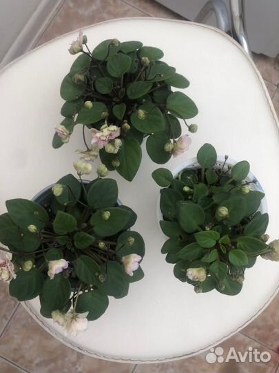 Фиалка Опера