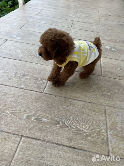 Той пудель китайский тедди