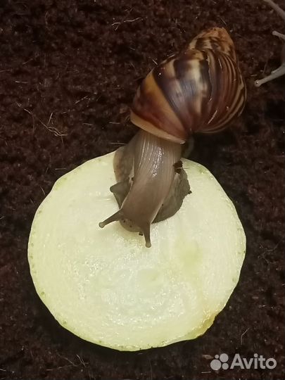 Улитки ахатины