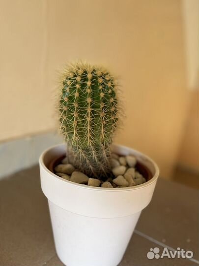 Кактус цветущий