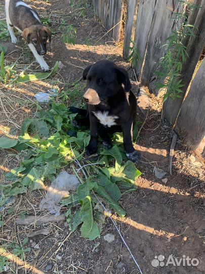 Малышки с хвостиком